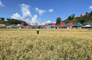 云南培育出多年生水稻品种